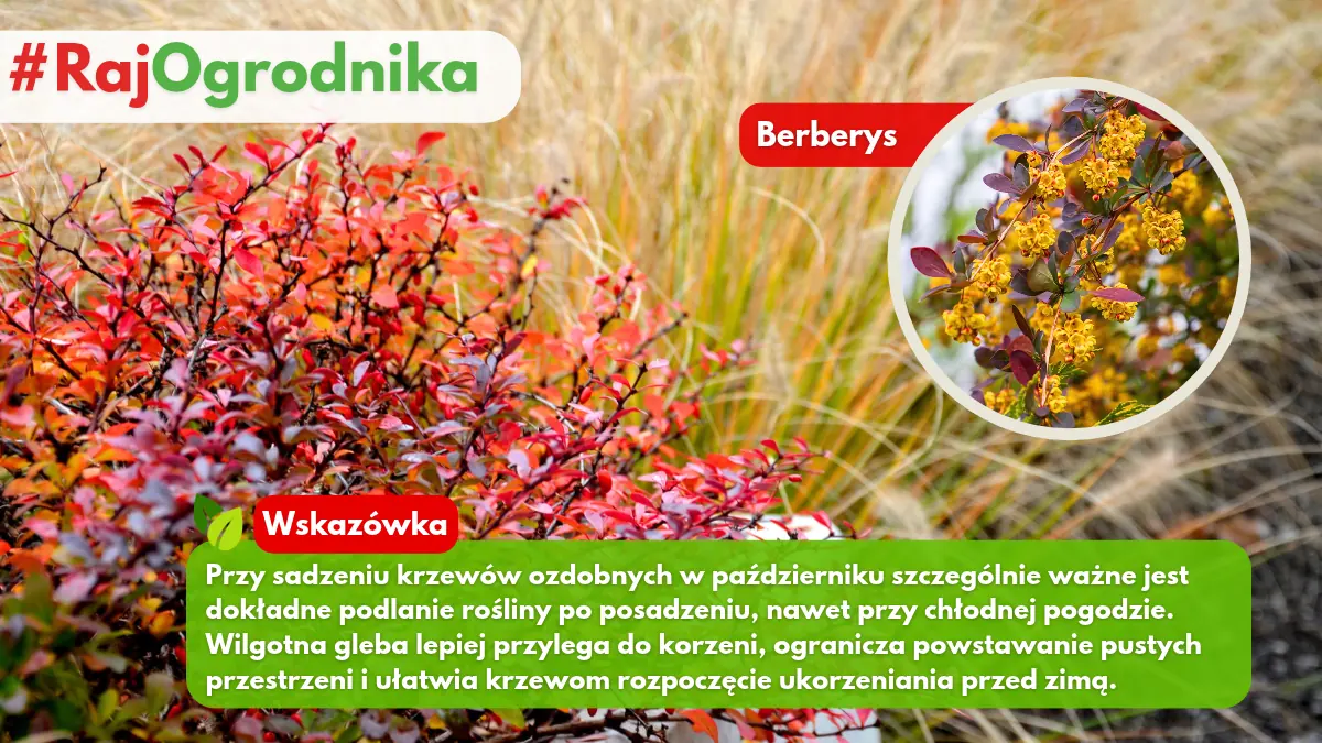 Sadzenie krzewów ozdobnych jesienią w ogrodzie blog sklep rajogrodnika